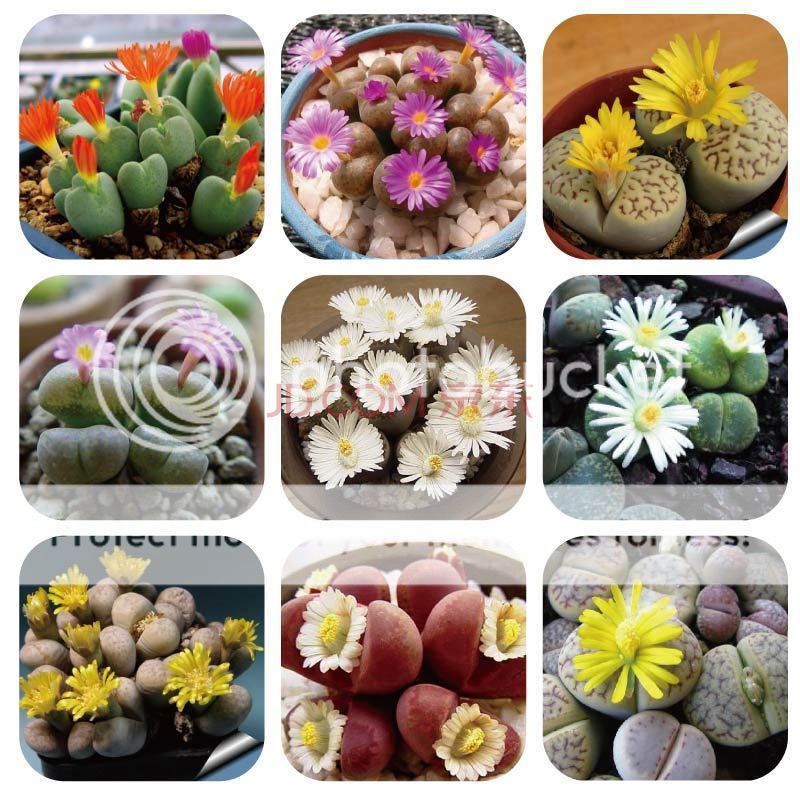 100 Lithops Seeds Rare Mixed Living Stones Succulent Cactus S016 eBay